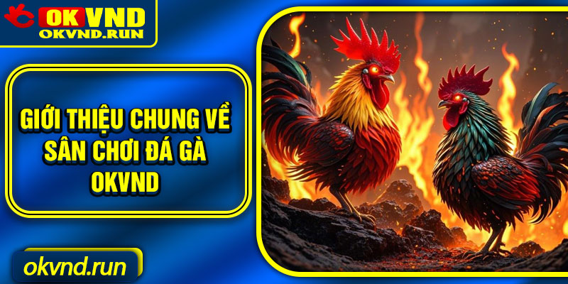 Giới thiệu chung về sân chơi đá gà Okvnd