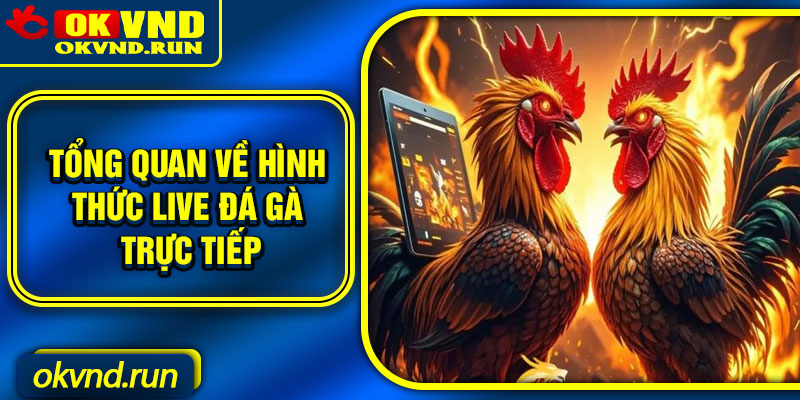 Tổng quan về hình thức live đá gà trực tiếp